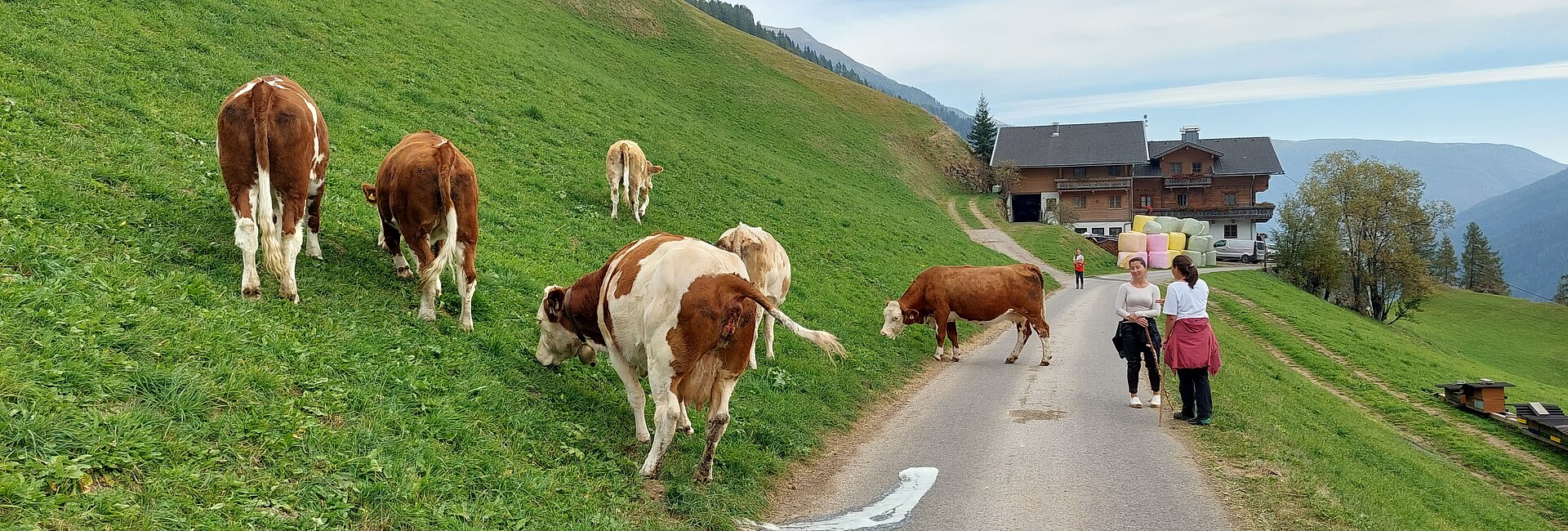 Cattle drive in autumn